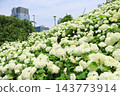 【東京都江東區】Symbol Promenade Park的繡球花景 143773914