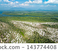 Amazing abundant mangrove forest, Aerial view of forest trees Rainforest ecosystem and healthy environment background, Texture of green trees forest top down, High angle view 143774408