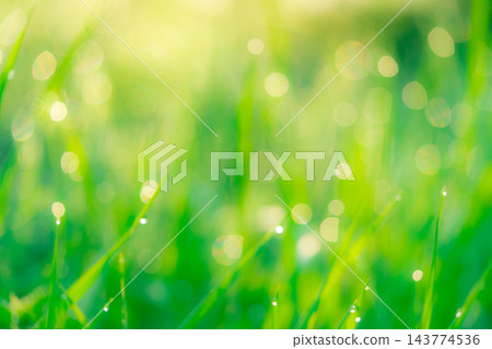 Morning dew on slender green grass blades in a garden during spring, water drops along pointed leaves against a soft yellow and green background, a luminous natural texture with sparkling moisture Morning dew on slender green grass blades in a garden during spring, water drops along pointed leaves against a soft yellow and green background, a luminous natural texture with sparkling moisture 143774536