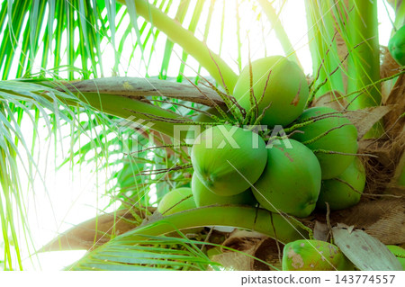Green coconuts growing in clusters on a coconut palm tree in Thailand, tropical fruit in a lush plantation. Agriculture, fresh produce and natural refreshment. Tropical orchard. Fruit cultivation. Green coconuts growing in clusters on a coconut palm tree in Thailand, tropical fruit in a lush plantation. Agriculture, fresh produce and natural refreshment. Tropical orchard. Fruit cultivation. 143774557