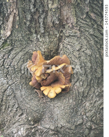 Brown mushroom growing on tree trunk in autumn park close up 143774593