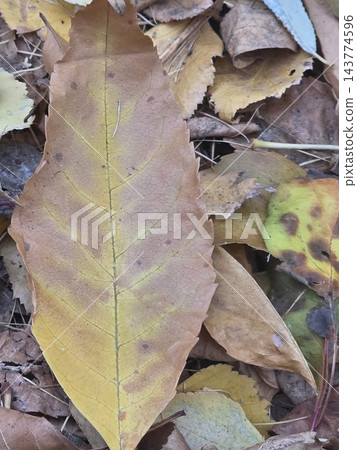 Single dry fallen autumn leaf on ground close up 143774596