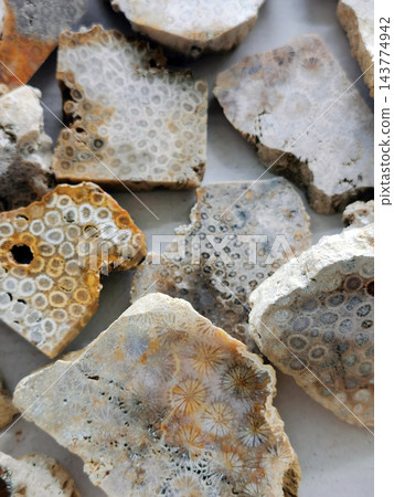 coral fossil collection coral fossil collection 143774942