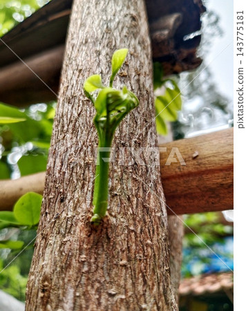 Fresh green sprout growing from tree trunk Fresh green sprout growing from tree trunk 143775181