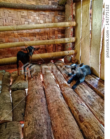 Two baby goats in bamboo barn 143775182