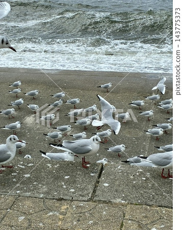 一群黑頭鷗聚集在海灘上 一群黑頭鷗聚集在海灘上 143775373