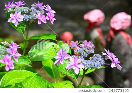 新潟縣三條市興聖寺院內，繡球花與地藏菩薩像競相綻放。 143775505
