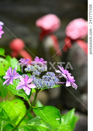 新潟縣三條市興聖寺院內，繡球花與地藏菩薩像競相綻放。 143775506