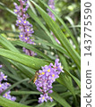 一隻食蚜蠅正在吸食紫色花朵的花蜜。 143775590