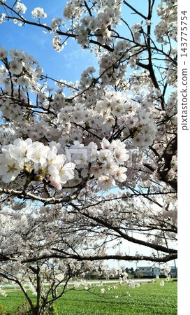 碧空如洗,春意盎然的鄉村景色中,盛開著潔白的櫻花。 碧空如洗,春意盎然的鄉村景色中,盛開著潔白的櫻花。 143775754