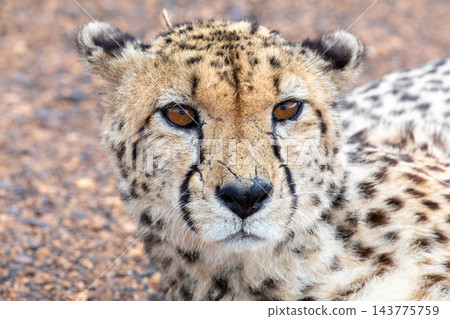Close-up portrait of a cheetah with amber eyes and tear marks in Kruger National Park Close-up portrait of a cheetah with amber eyes and tear marks in Kruger National Park 143775759
