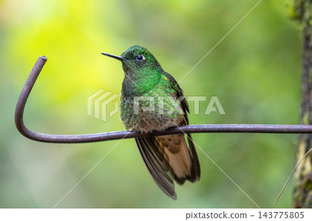 Green buff-tailed coronet hummingbird resting on a metal perch, Colombia Green buff-tailed coronet hummingbird resting on a metal perch, Colombia 143775805