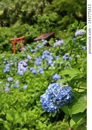 Hydrangeas and the torii gate in the garden of Kōshōji Temple (Sanjō City, Niigata Prefecture) Hydrangeas and the torii gate in the garden of Kōshōji Temple (Sanjō City, Niigata Prefecture) 143775813