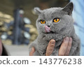 British Shorthair Gray Cat with Striking Orange Eyes Being Held 143776238