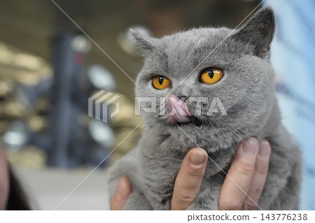 British Shorthair Gray Cat with Striking Orange Eyes Being Held British Shorthair Gray Cat with Striking Orange Eyes Being Held 143776238