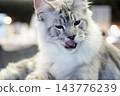 Fluffy Silver Maine Coon cat Licking Its Lips Indoors 143776239