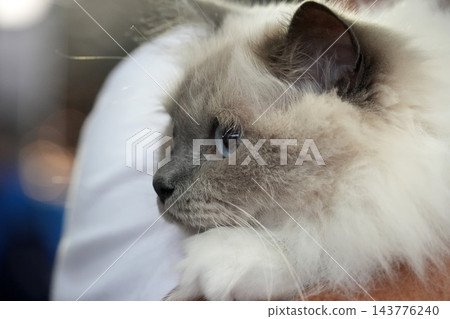 birmania Cat Portrait with Blue Eyes Close Up birmania Cat Portrait with Blue Eyes Close Up 143776240