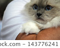 Fluffy birmania Kitten with Blue Eyes Resting on Shoulder 143776241