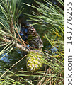 Young Green Pine Cone Growing Among Evergreen Needles 143776255