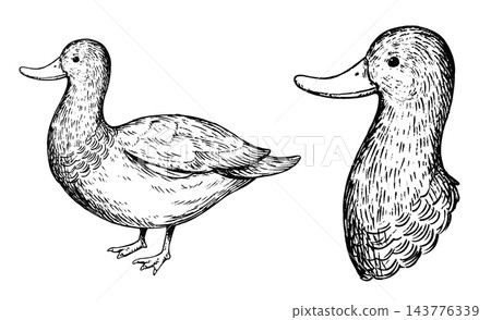 A set of cute, retro-style hand-drawn illustrations of mallard ducks (line art only). A set of cute, retro-style hand-drawn illustrations of mallard ducks (line art only). 143776339