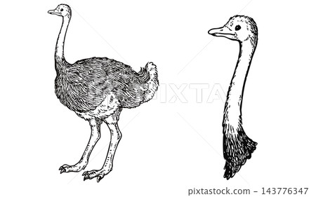 A set of cute, vintage-style hand-drawn ostrich illustrations (line art only). 143776347