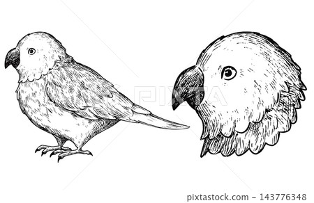 A set of cute, retro-style hand-drawn illustrations of parakeets (line art only). 143776348