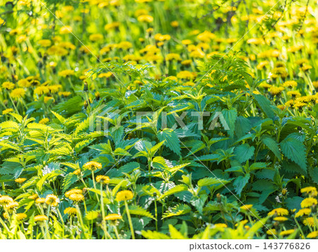 The nettle, Urtica dioica, with green leaves grows in natural thickets. Medicinal wild plant nettle. Nettle grass with fluffy green leaves. 143776826