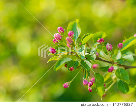 Fresh pink flowers of a blossoming apple tree with blured background 143776827
