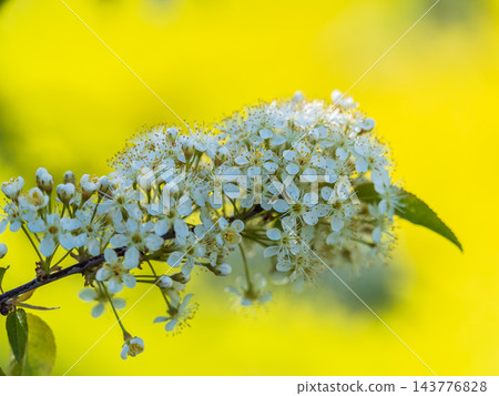 White flowers blooming bird cherry. Close-up of a Flowering Prunus padus Tree with White Little Blossoms 143776828