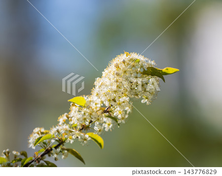 White flowers blooming bird cherry. Close-up of a Flowering Prunus padus Tree with White Little Blossoms White flowers blooming bird cherry. Close-up of a Flowering Prunus padus Tree with White Little Blossoms 143776829