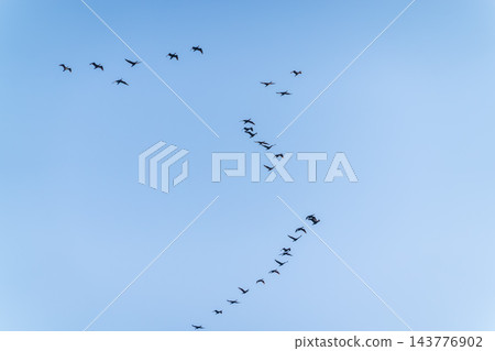 A flock of Black Cormorants flying in blue sky. The great cormorant, Phalacrocorax carbo A flock of Black Cormorants flying in blue sky. The great cormorant, Phalacrocorax carbo 143776902