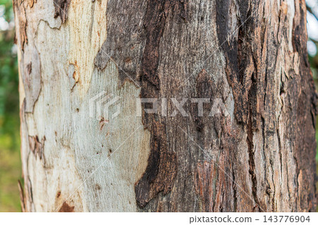 Bark texture and background of a old tree trunk. Detailed bark texture. Bark texture and background of a old tree trunk. Detailed bark texture. 143776904