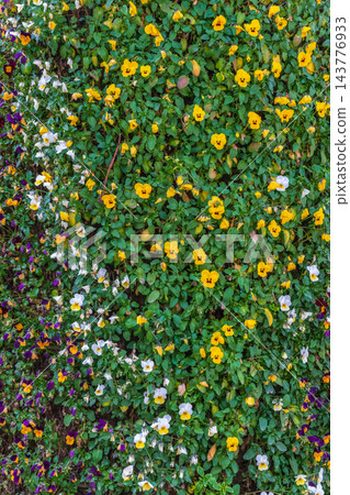 Viola (pansy) covered with a multitude of small yellow, white, and purple flowers. Heartsease or Viola tricolor, Johnny Jump up, yellow pansy, heart's ease, heart's delight, tickle-my-fancy Viola (pansy) covered with a multitude of small yellow, white, and purple flowers. Heartsease or Viola tricolor, Johnny Jump up, yellow pansy, heart's ease, heart's delight, tickle-my-fancy 143776933