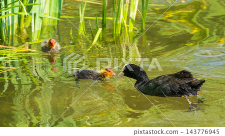 Eurasian Coot with Chicks Swimming on Lake Eurasian Coot with Chicks Swimming on Lake 143776945