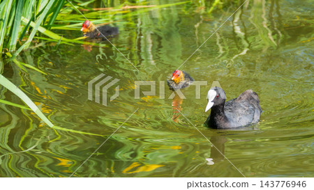 Eurasian Coot with Chicks Swimming on Lake Eurasian Coot with Chicks Swimming on Lake 143776946