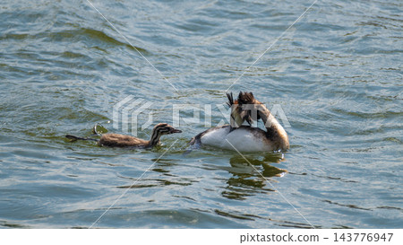 The waterfowl bird, great crested grebe with chick, swimming in the lake. 143776947
