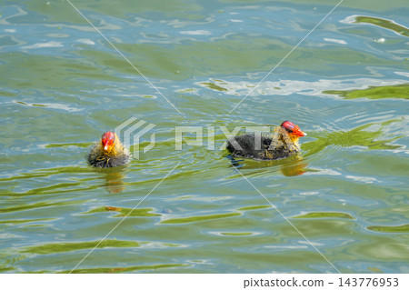Eurasian coot chick with vivid red beak floating on dark water, perfect reflection below, warm bokeh background - intimate wildlife close-up Eurasian coot chick with vivid red beak floating on dark water, perfect reflection below, warm bokeh background - intimate wildlife close-up 143776953