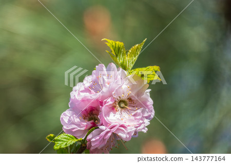 Beautiful Pink Flowers of Prunus triloba, Blossom, pink flowers. Prunus triloba, sometimes called flowering plum or flowering almond, a name shared with Prunus jacquemontii Beautiful Pink Flowers of Prunus triloba, Blossom, pink flowers. Prunus triloba, sometimes called flowering plum or flowering almond, a name shared with Prunus jacquemontii 143777164