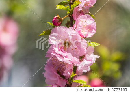 Beautiful Pink Flowers of Prunus triloba, Blossom, pink flowers. Prunus triloba, sometimes called flowering plum or flowering almond, a name shared with Prunus jacquemontii 143777165