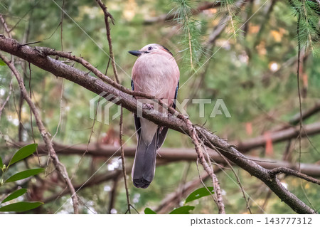 Jay standing on dry yellow grass, looking down for food.The Eurasian jay (Garrulus glandarius) 143777312