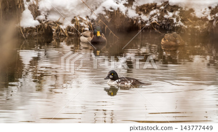 Duck. Male common goldeneye. Medium-sized duck from northern Canada, USA, Russia and Scandinavia. Aggressive and territorial duck nesting in tree cavities, migrating to south during winter Duck. Male common goldeneye. Medium-sized duck from northern Canada, USA, Russia and Scandinavia. Aggressive and territorial duck nesting in tree cavities, migrating to south during winter 143777449