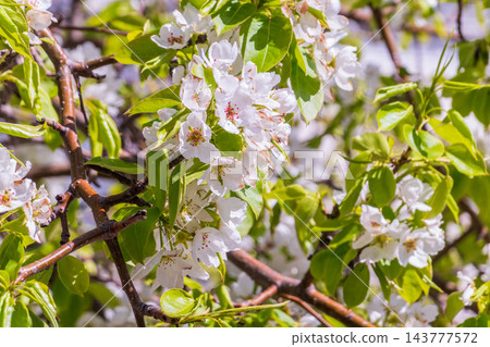 White blossoming apple trees in the sunset light. Spring season, spring colors. 143777572