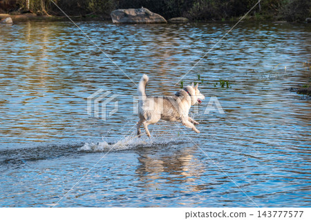 Dog in the water. West Siberian Laika in the lake. The hunting dog swims in the lake Dog in the water. West Siberian Laika in the lake. The hunting dog swims in the lake 143777577