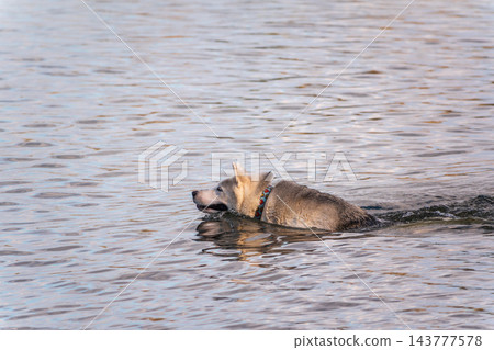 Dog in the water. West Siberian Laika in the lake. The hunting dog swims in the lake Dog in the water. West Siberian Laika in the lake. The hunting dog swims in the lake 143777578