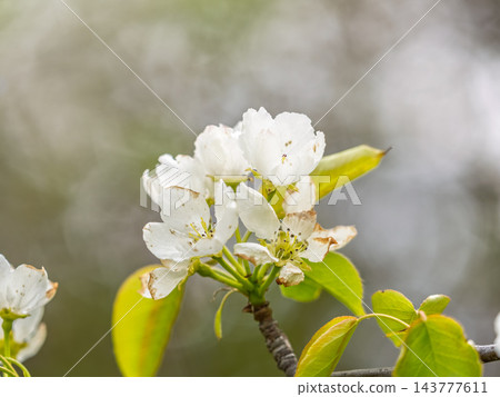 White blossoming apple trees in the sunset light. Spring season, spring colors. White blossoming apple trees in the sunset light. Spring season, spring colors. 143777611