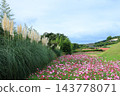 寺山休閒廣場的秋景：波斯菊和蒲葦花盛開的田野，鹿兒島縣 143778071