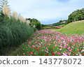 寺山休閒廣場的秋景：波斯菊和蒲葦花盛開的田野，鹿兒島縣 143778072
