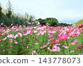 寺山休閒廣場的秋景：波斯菊和蒲葦花盛開的田野，鹿兒島縣 143778073