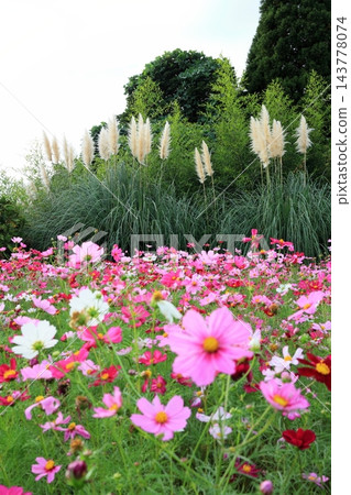 寺山休閒廣場的秋景：波斯菊和蒲葦花盛開的田野，鹿兒島縣 143778074