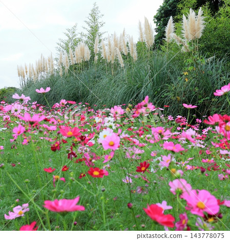 寺山休閒廣場的秋景:波斯菊和蒲葦花盛開的田野,鹿兒島縣 寺山休閒廣場的秋景:波斯菊和蒲葦花盛開的田野,鹿兒島縣 143778075